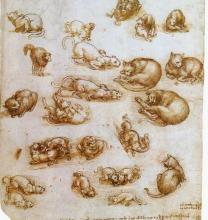 Leonardo da Vinči, skica mačke 