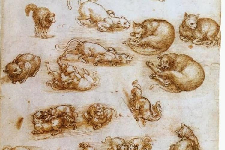 Leonardo da Vinči, skica mačke 